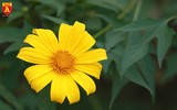 [ẢNH] Hoa dã quỳ đang lấn át mọi vẻ đẹp khác ở Vườn quốc gia Ba Vì
